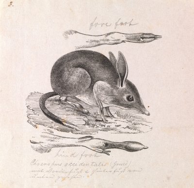 Pig-footed Bandicoot, Chaeropus ecaudatus by Gerard Krefft